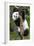 China 10MKm2 Collection - Giant Panda Baby-Philippe Hugonnard-Framed Photographic Print