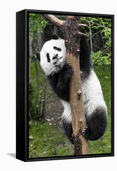 China 10MKm2 Collection - Giant Panda Baby-Philippe Hugonnard-Framed Stretched Canvas