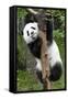 China 10MKm2 Collection - Giant Panda Baby-Philippe Hugonnard-Framed Stretched Canvas