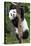 China 10MKm2 Collection - Giant Panda Baby-Philippe Hugonnard-Stretched Canvas