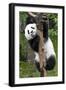 China 10MKm2 Collection - Giant Panda Baby-Philippe Hugonnard-Framed Photographic Print