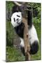 China 10MKm2 Collection - Giant Panda Baby-Philippe Hugonnard-Mounted Photographic Print