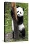 China 10MKm2 Collection - Giant Panda Baby-Philippe Hugonnard-Stretched Canvas