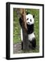 China 10MKm2 Collection - Giant Panda Baby-Philippe Hugonnard-Framed Photographic Print