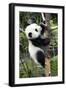 China 10MKm2 Collection - Giant Panda Baby-Philippe Hugonnard-Framed Photographic Print