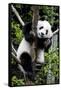 China 10MKm2 Collection - Giant Panda Baby-Philippe Hugonnard-Framed Stretched Canvas