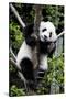 China 10MKm2 Collection - Giant Panda Baby-Philippe Hugonnard-Stretched Canvas