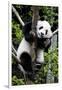 China 10MKm2 Collection - Giant Panda Baby-Philippe Hugonnard-Framed Photographic Print