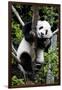 China 10MKm2 Collection - Giant Panda Baby-Philippe Hugonnard-Framed Photographic Print