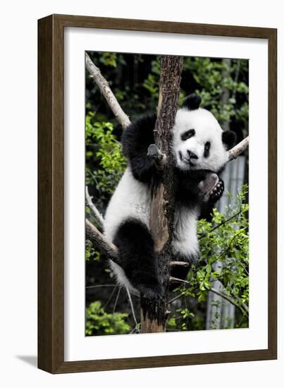 China 10MKm2 Collection - Giant Panda Baby-Philippe Hugonnard-Framed Photographic Print