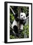 China 10MKm2 Collection - Giant Panda Baby-Philippe Hugonnard-Framed Photographic Print