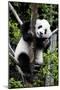 China 10MKm2 Collection - Giant Panda Baby-Philippe Hugonnard-Mounted Photographic Print