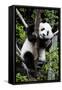 China 10MKm2 Collection - Giant Panda Baby-Philippe Hugonnard-Framed Stretched Canvas