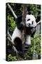 China 10MKm2 Collection - Giant Panda Baby-Philippe Hugonnard-Stretched Canvas