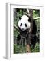 China 10MKm2 Collection - Giant Panda Baby-Philippe Hugonnard-Framed Photographic Print