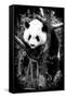 China 10MKm2 Collection - Giant Panda Baby-Philippe Hugonnard-Framed Stretched Canvas