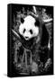 China 10MKm2 Collection - Giant Panda Baby-Philippe Hugonnard-Framed Stretched Canvas