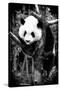 China 10MKm2 Collection - Giant Panda Baby-Philippe Hugonnard-Stretched Canvas