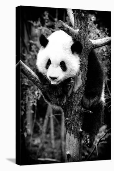 China 10MKm2 Collection - Giant Panda Baby-Philippe Hugonnard-Stretched Canvas