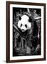 China 10MKm2 Collection - Giant Panda Baby-Philippe Hugonnard-Framed Photographic Print