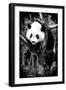 China 10MKm2 Collection - Giant Panda Baby-Philippe Hugonnard-Framed Photographic Print