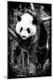 China 10MKm2 Collection - Giant Panda Baby-Philippe Hugonnard-Mounted Photographic Print