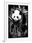 China 10MKm2 Collection - Giant Panda Baby-Philippe Hugonnard-Framed Photographic Print