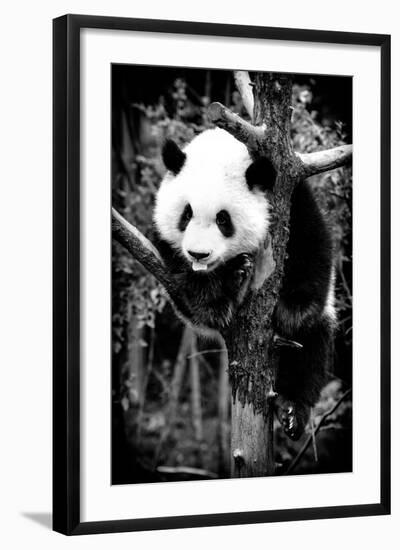 China 10MKm2 Collection - Giant Panda Baby-Philippe Hugonnard-Framed Photographic Print