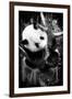 China 10MKm2 Collection - Giant Panda Baby-Philippe Hugonnard-Framed Photographic Print