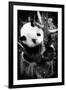 China 10MKm2 Collection - Giant Panda Baby-Philippe Hugonnard-Framed Photographic Print