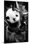 China 10MKm2 Collection - Giant Panda Baby-Philippe Hugonnard-Mounted Photographic Print