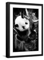 China 10MKm2 Collection - Giant Panda Baby-Philippe Hugonnard-Framed Photographic Print