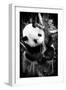 China 10MKm2 Collection - Giant Panda Baby-Philippe Hugonnard-Framed Photographic Print