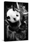 China 10MKm2 Collection - Giant Panda Baby-Philippe Hugonnard-Stretched Canvas