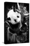 China 10MKm2 Collection - Giant Panda Baby-Philippe Hugonnard-Stretched Canvas