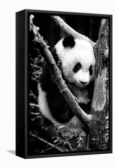 China 10MKm2 Collection - Giant Panda Baby-Philippe Hugonnard-Framed Stretched Canvas