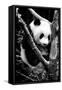 China 10MKm2 Collection - Giant Panda Baby-Philippe Hugonnard-Framed Stretched Canvas