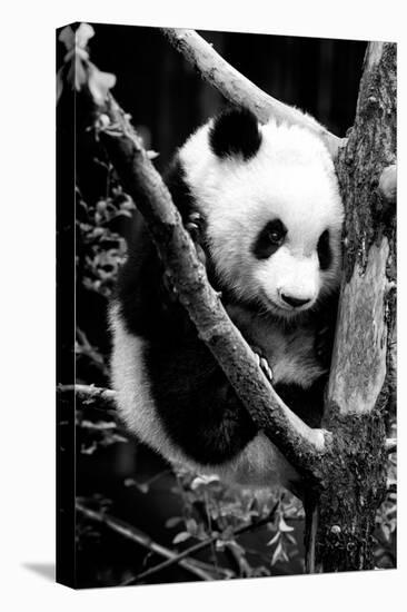 China 10MKm2 Collection - Giant Panda Baby-Philippe Hugonnard-Stretched Canvas