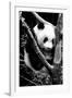 China 10MKm2 Collection - Giant Panda Baby-Philippe Hugonnard-Framed Photographic Print