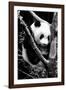 China 10MKm2 Collection - Giant Panda Baby-Philippe Hugonnard-Framed Photographic Print