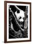 China 10MKm2 Collection - Giant Panda Baby-Philippe Hugonnard-Framed Photographic Print