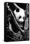 China 10MKm2 Collection - Giant Panda Baby-Philippe Hugonnard-Framed Stretched Canvas