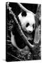 China 10MKm2 Collection - Giant Panda Baby-Philippe Hugonnard-Stretched Canvas