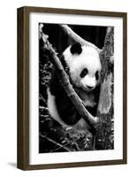 China 10MKm2 Collection - Giant Panda Baby-Philippe Hugonnard-Framed Photographic Print