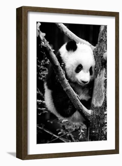 China 10MKm2 Collection - Giant Panda Baby-Philippe Hugonnard-Framed Photographic Print