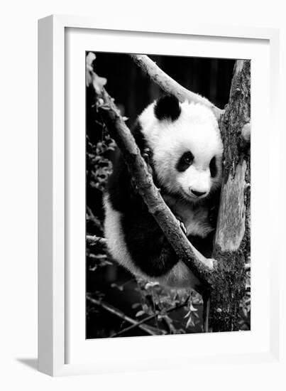 China 10MKm2 Collection - Giant Panda Baby-Philippe Hugonnard-Framed Photographic Print