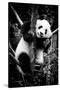 China 10MKm2 Collection - Giant Panda Baby-Philippe Hugonnard-Stretched Canvas