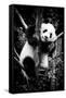 China 10MKm2 Collection - Giant Panda Baby-Philippe Hugonnard-Framed Stretched Canvas