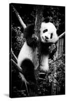 China 10MKm2 Collection - Giant Panda Baby-Philippe Hugonnard-Stretched Canvas