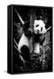 China 10MKm2 Collection - Giant Panda Baby-Philippe Hugonnard-Framed Stretched Canvas